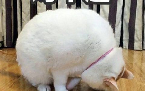 寸不己是什么意思网络 寸不己什么意思网络用语