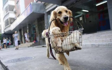 身边就有这种人！网热议「女友狗」7大「宠女友行为」，剥虾餵饭只是基本盘 竟还要24小时待命？