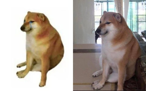 小废柴迷因本犬手术中离世!饲主突发文曝「Balltze睡着了」 全球粉丝涌IG哀悼