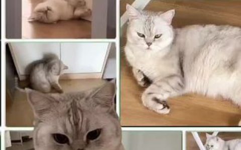 半半子cos《狂赌之渊》蛇喰梦子,蛇喰梦子cos高清图集
