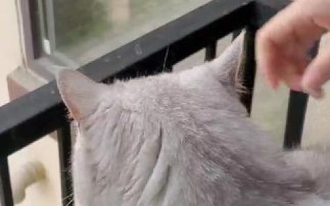网红COSER半半子cos动漫角色尼禄女仆照片,尼禄女仆高清cos图片合集