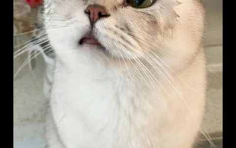 【半半子】雷系御姐!没人能拒绝!克洛琳德cos,克洛琳德雷系御姐美图欣赏