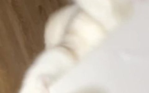 半半子cos《尼尔:机械纪元》2B靡烟,2B靡烟cos高清正片
